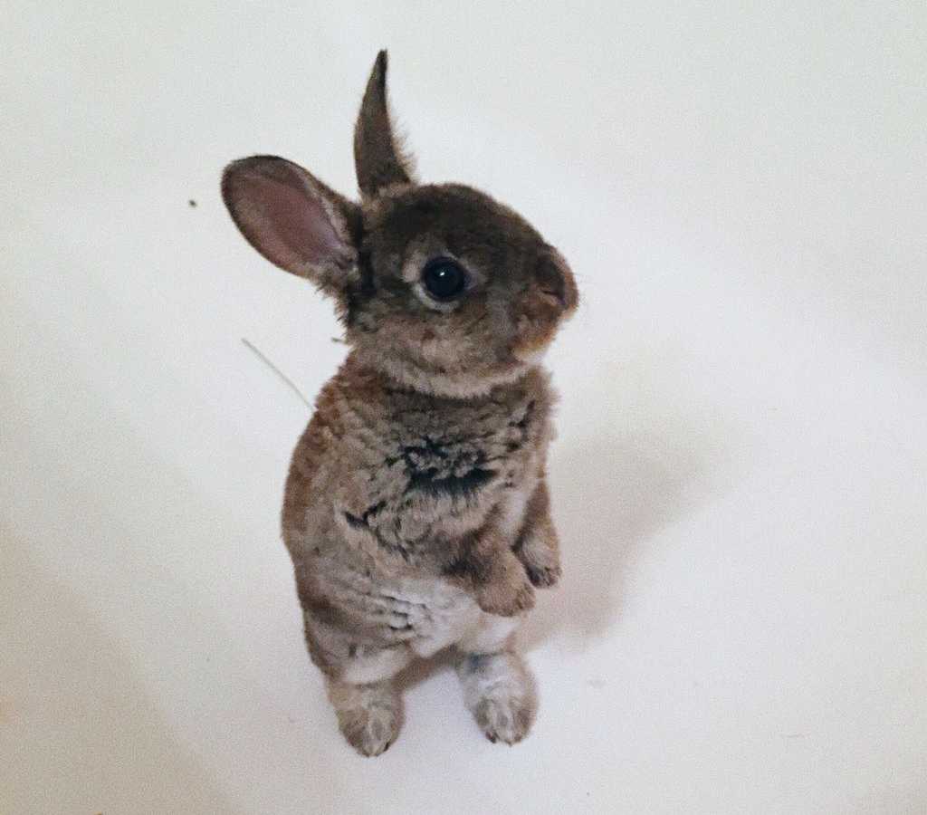 Baby bunny standing on it's hind legs in bathtub