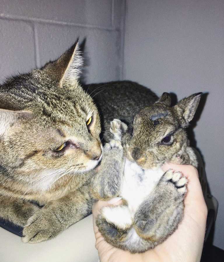 Baby bunny who tried to hop in bathtub being held in the air next to a cat