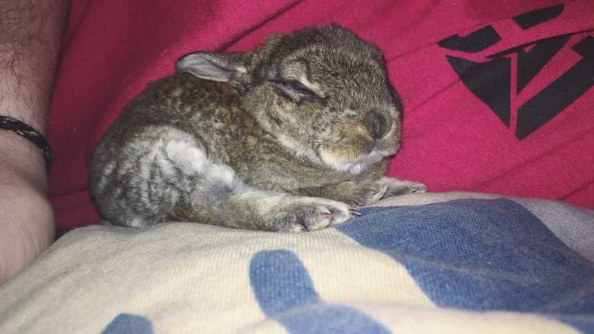 Baby bunny that tried to hop in bathtub curled up asleep next to someone