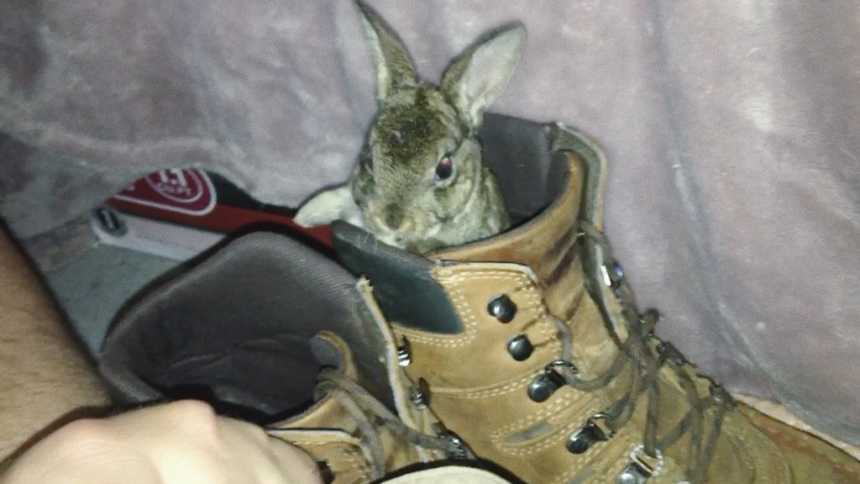 Baby bunny that tried to hop in bathtub sitting in owners boot