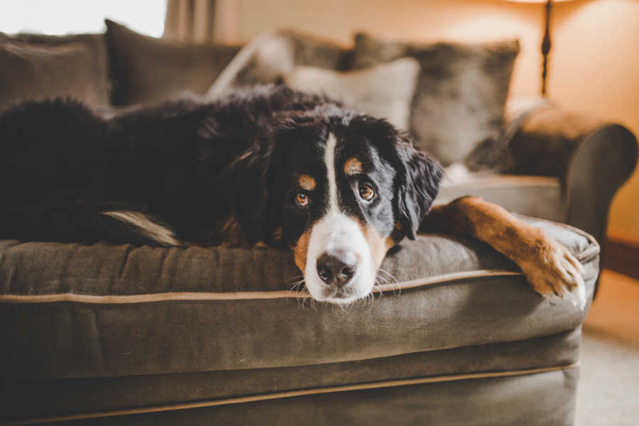 Sick Bernese mountain dog lying on couch