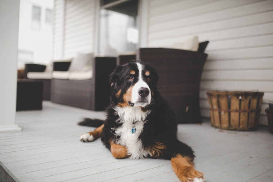 Sick Bernese mountain dog lying outside on porch