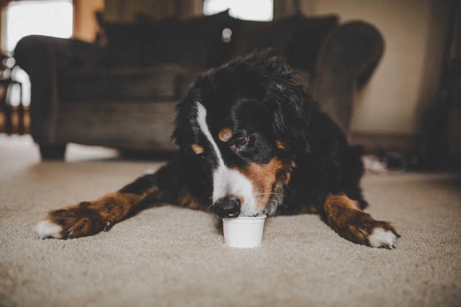 Sick Bernese mountain dog lying on floor eating out of a little cup