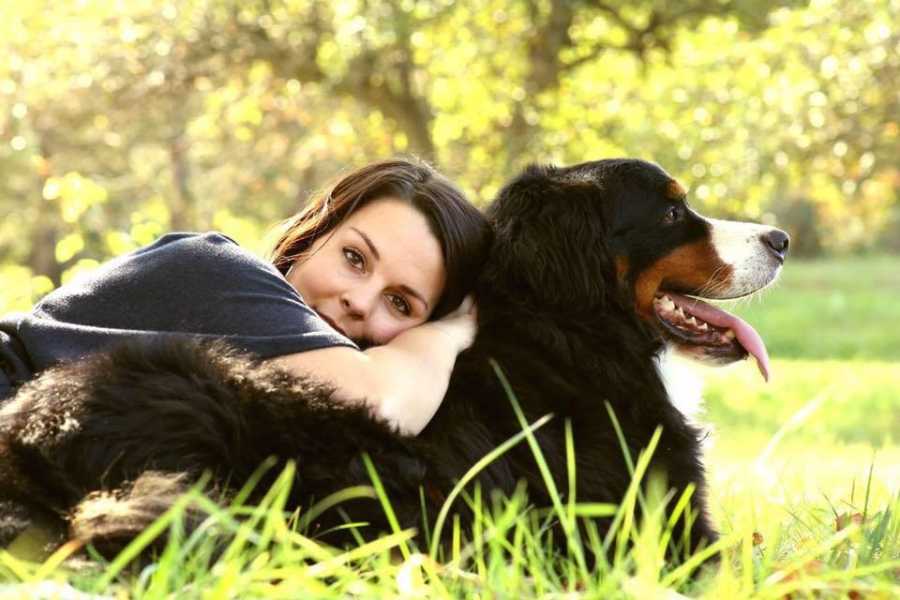 Woman laying on back of Bernese mountain dog in grass who is sick
