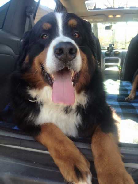 Bernese mountain dog lying in car with tongue out
