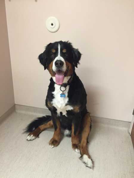 Shaved Bernese mountain dog sitting in vets office after tumors were cut out