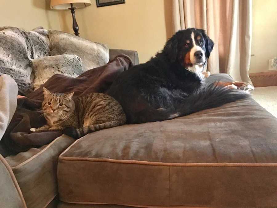 Bernese mountain dog lying on couch beside cat