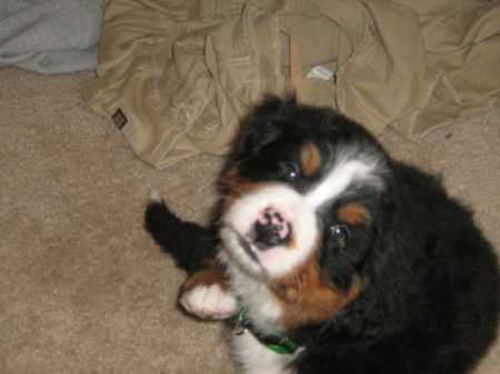 Bernese mountain dog puppy sitting on ground looking up