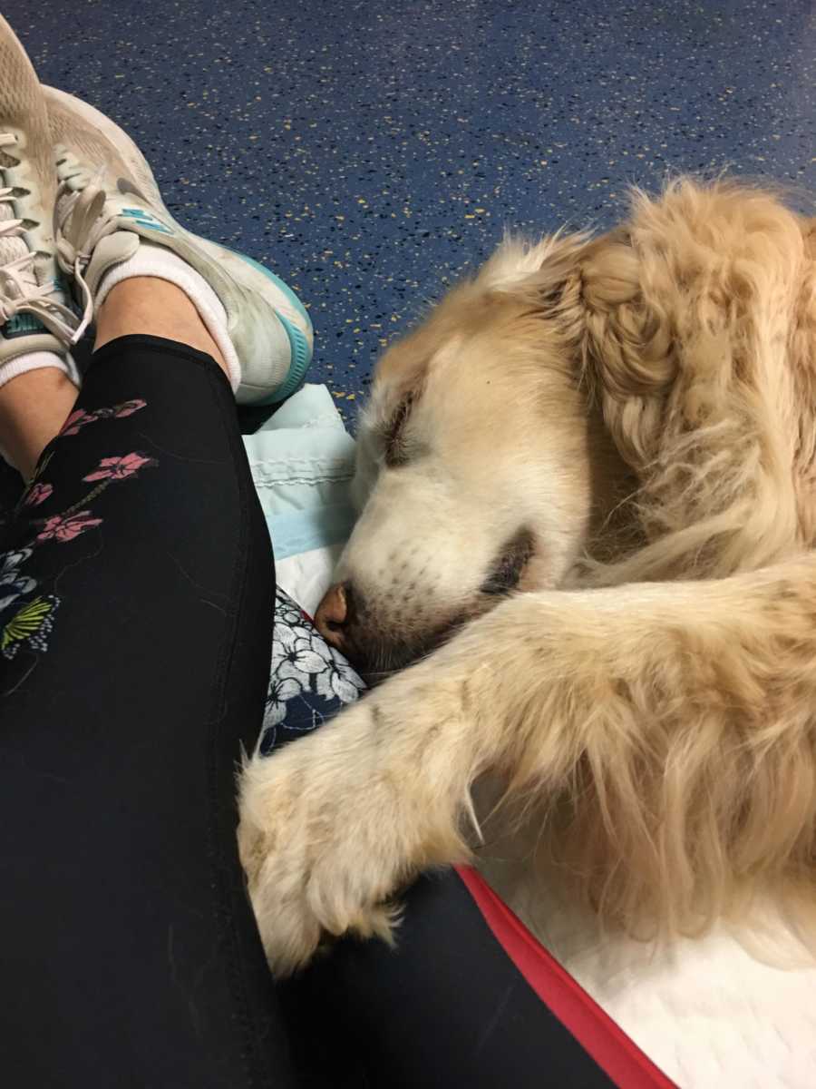 Golden retriever asleep on owners leg in animal hospital
