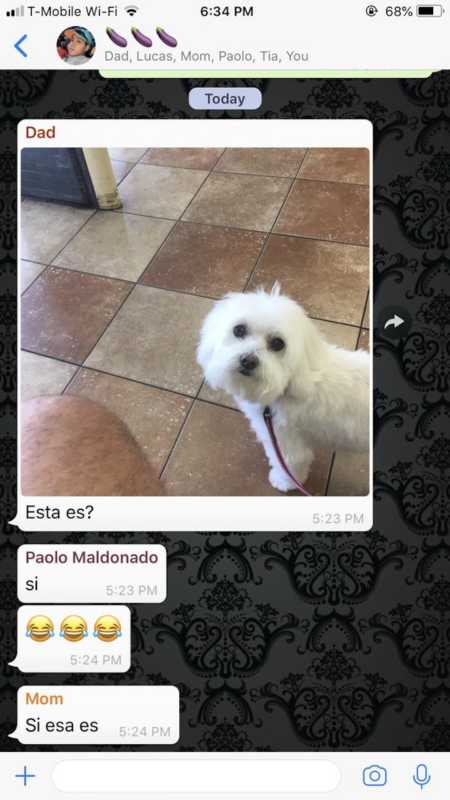 Screenshot of chat between family whose father brought home the wrong dog from vet