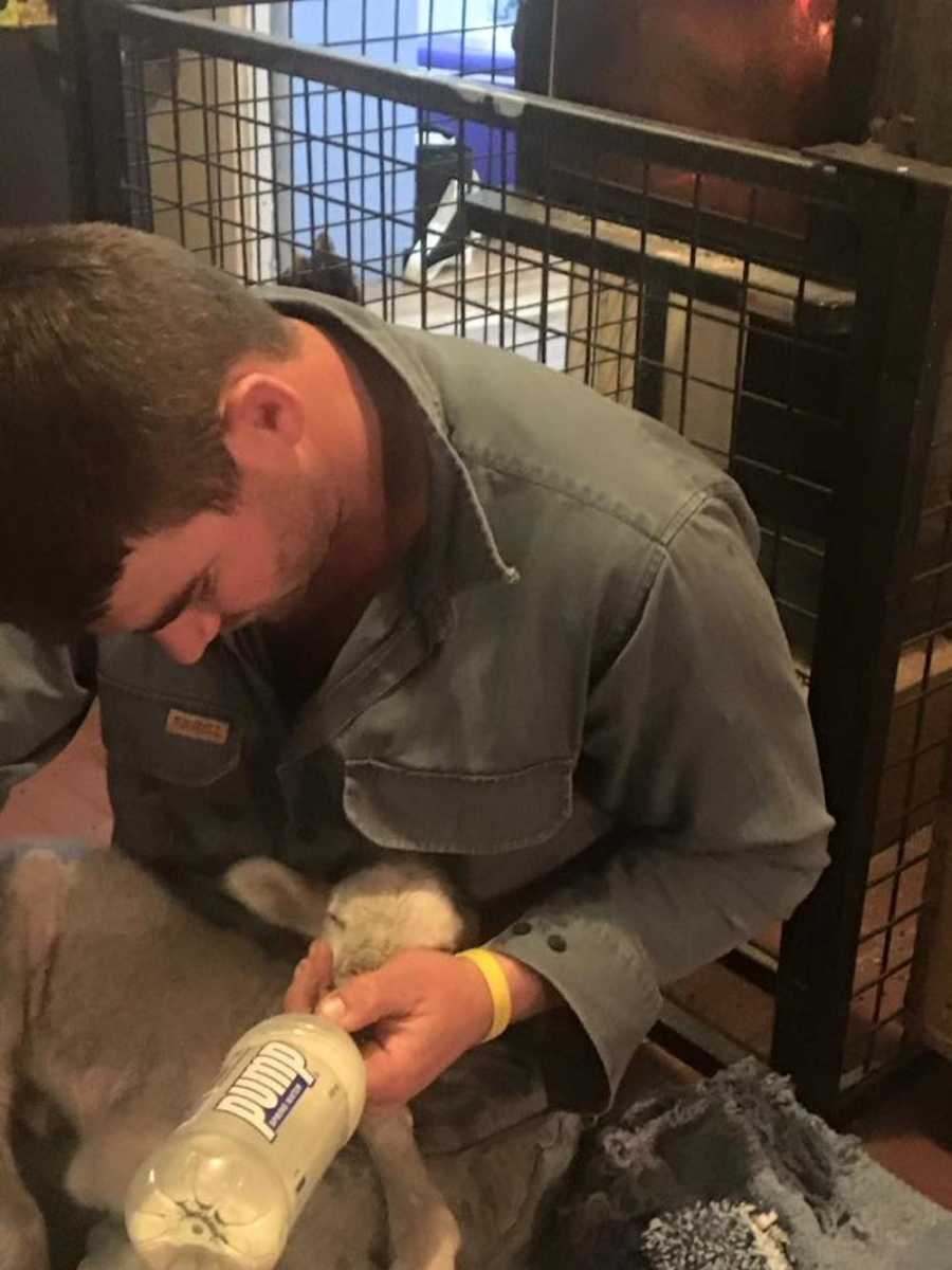 Man bottlefeeds newborn lamb he's nursing