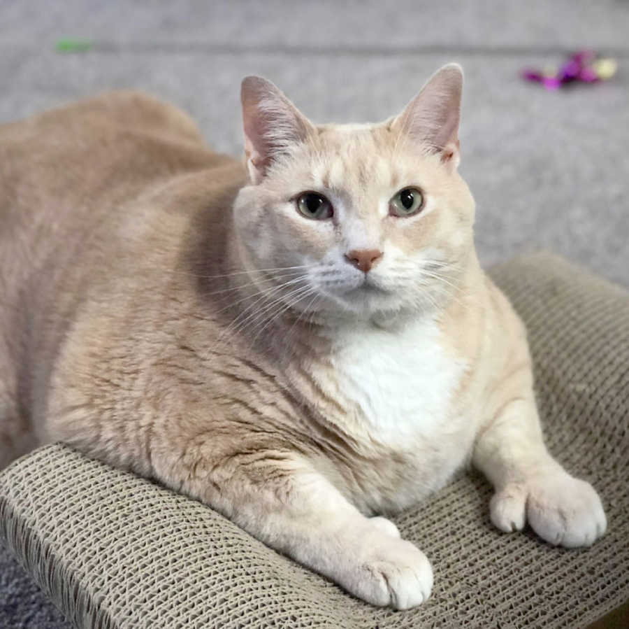 Obese cat lays on cat scratcher while posing for a photo