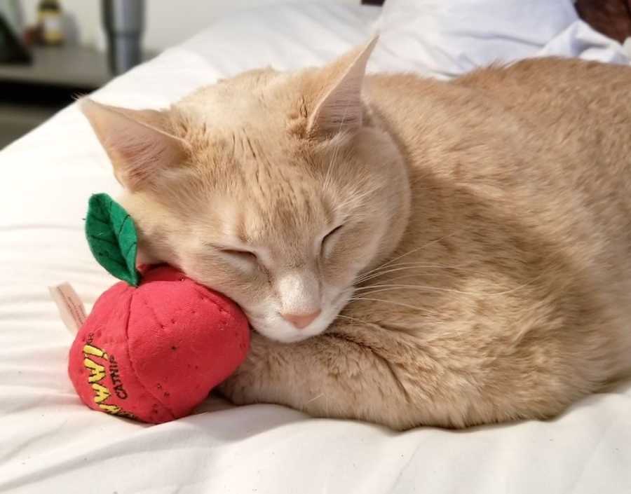 Obese cat cuddles with a toy tomato