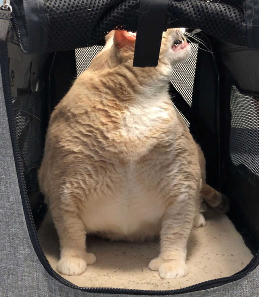 Obese cat looks aggressive while stuck in a cat carrier