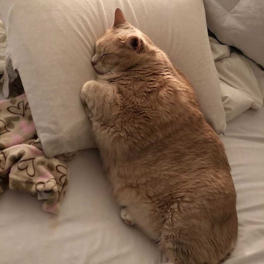 Obese cat sleeps in bed like a human