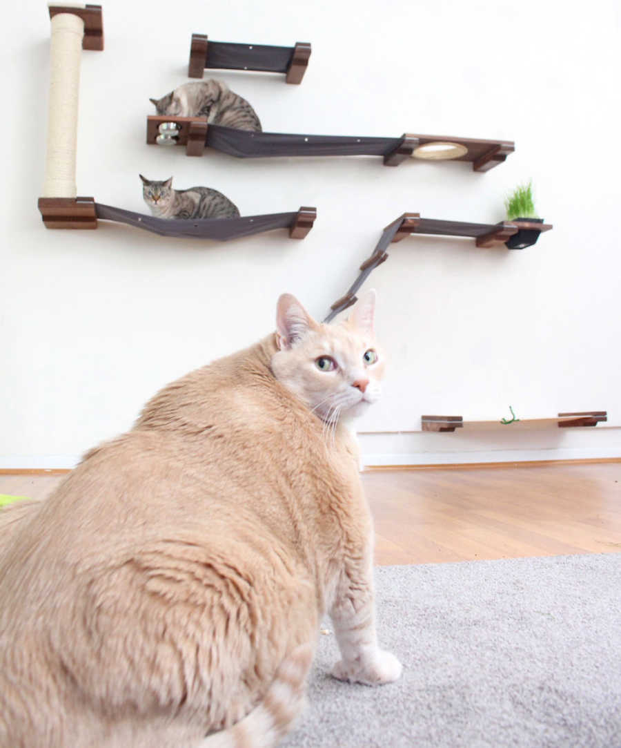 Obese cat looks timid while spending time with other cats