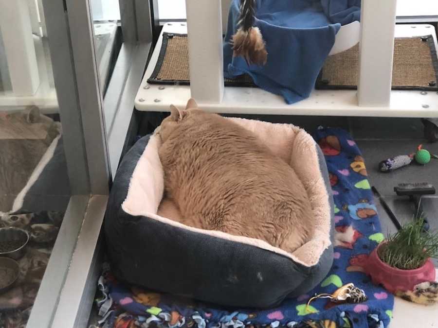 Obese cat sleeps in cat bed