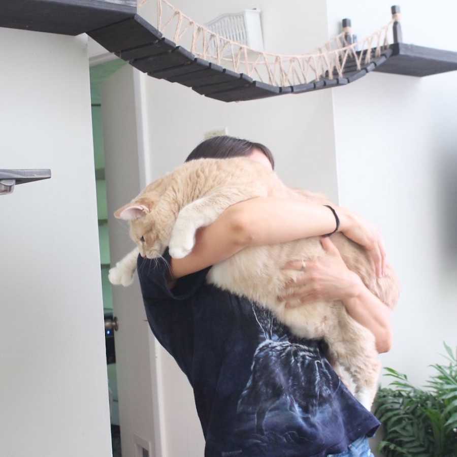 Woman hugs obese cat at a cat shelter