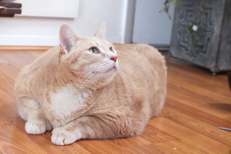 Obese cat with orange and white markings looks off in the distance