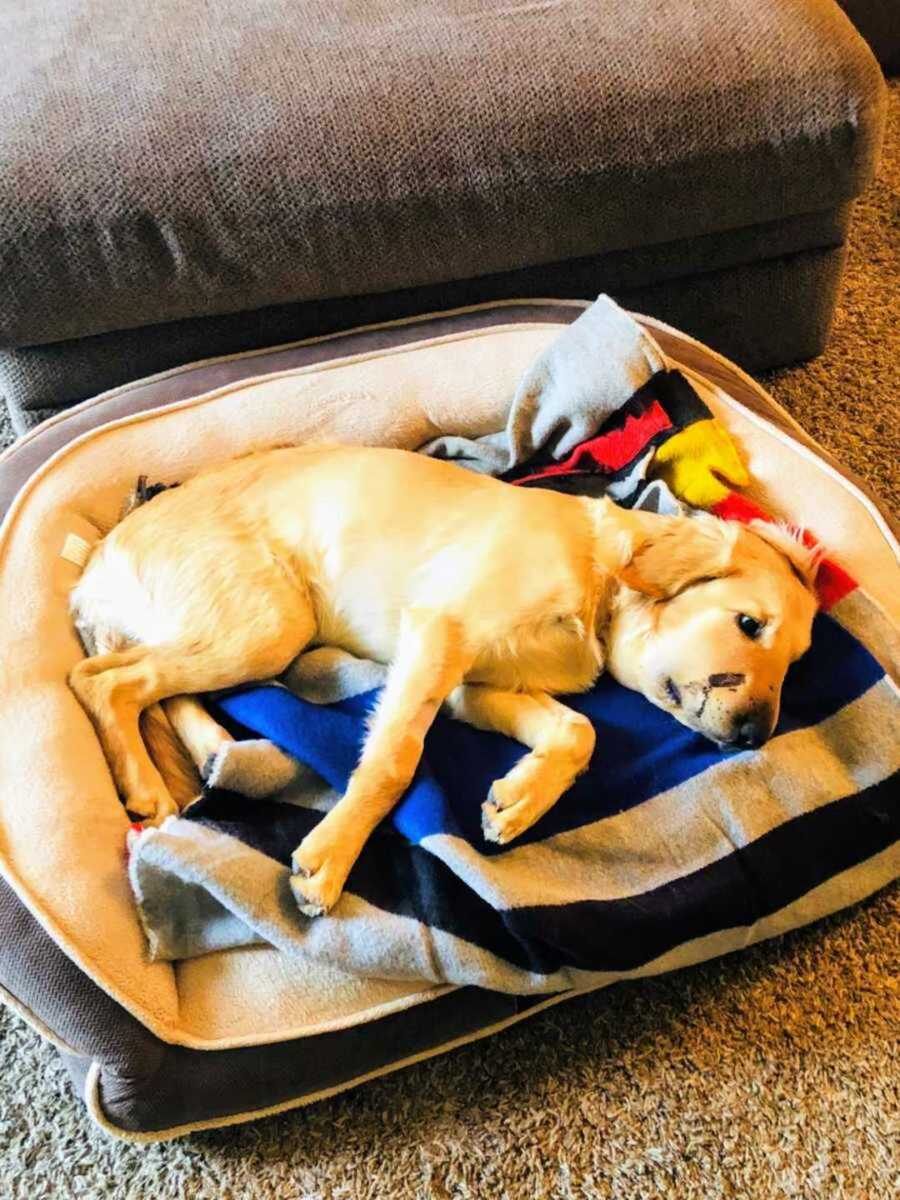 dog with rattlesnake bite on mouth lays in dog bed