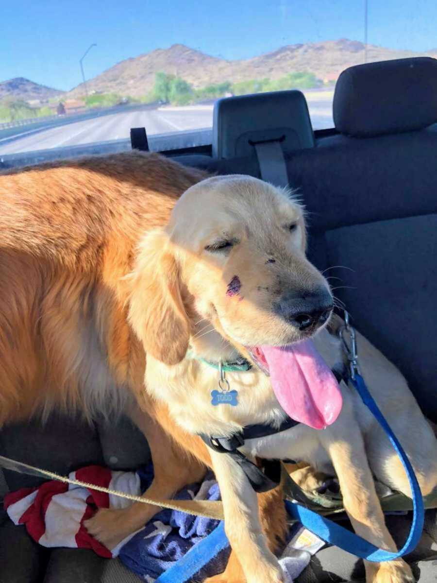 dog sits on car seat with rattlesnake bite on mouth