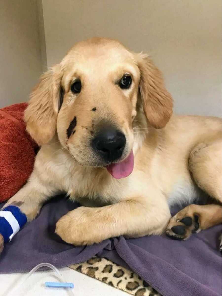 dog sits with swollen rattlesnake bite on mouth