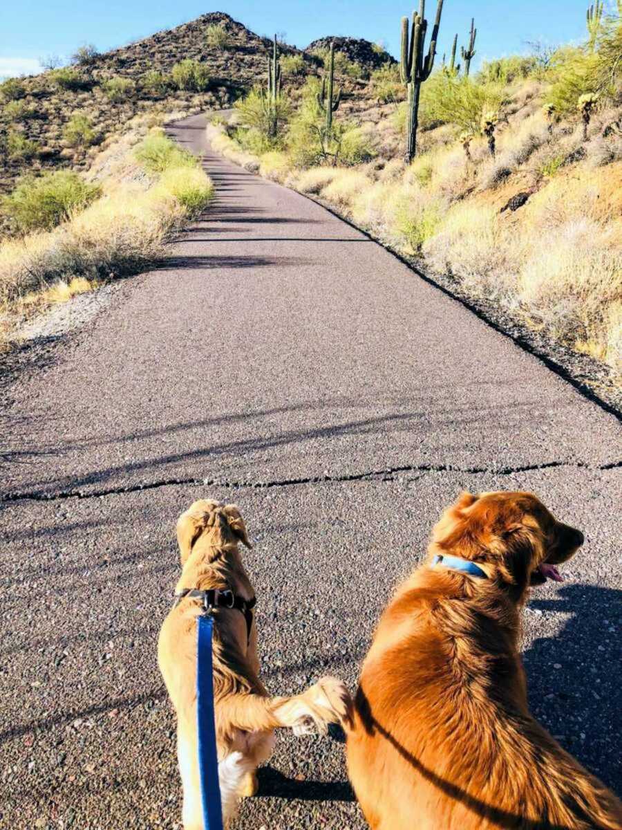 two dogs walking down trail on leashes