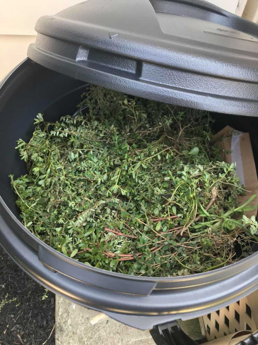 Trash bin full of weeds for woman with dementia who says she wants them