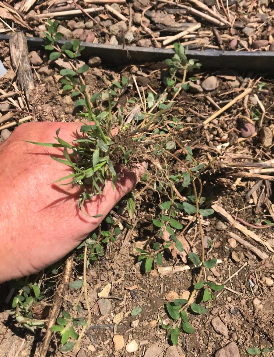 Weeds being pulled by man for his wife with dementia