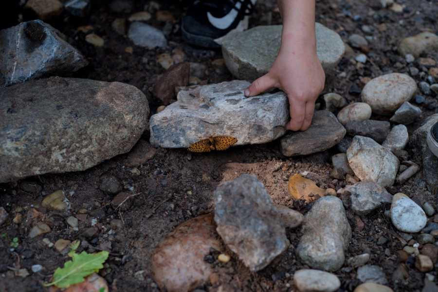 Young boy with connection to animals lifts rock to release orange butterfly 