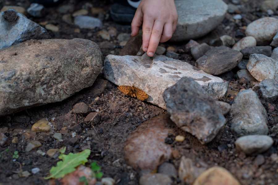 Young boy with connection to animals points at orange butterfly caught under rock