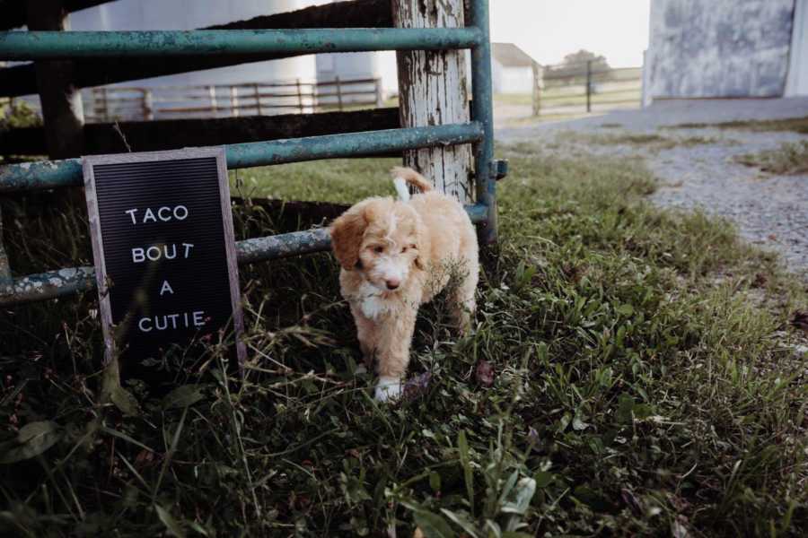 Puppy of recently single woman walks near a sign saying, "Taco bout a cutie"