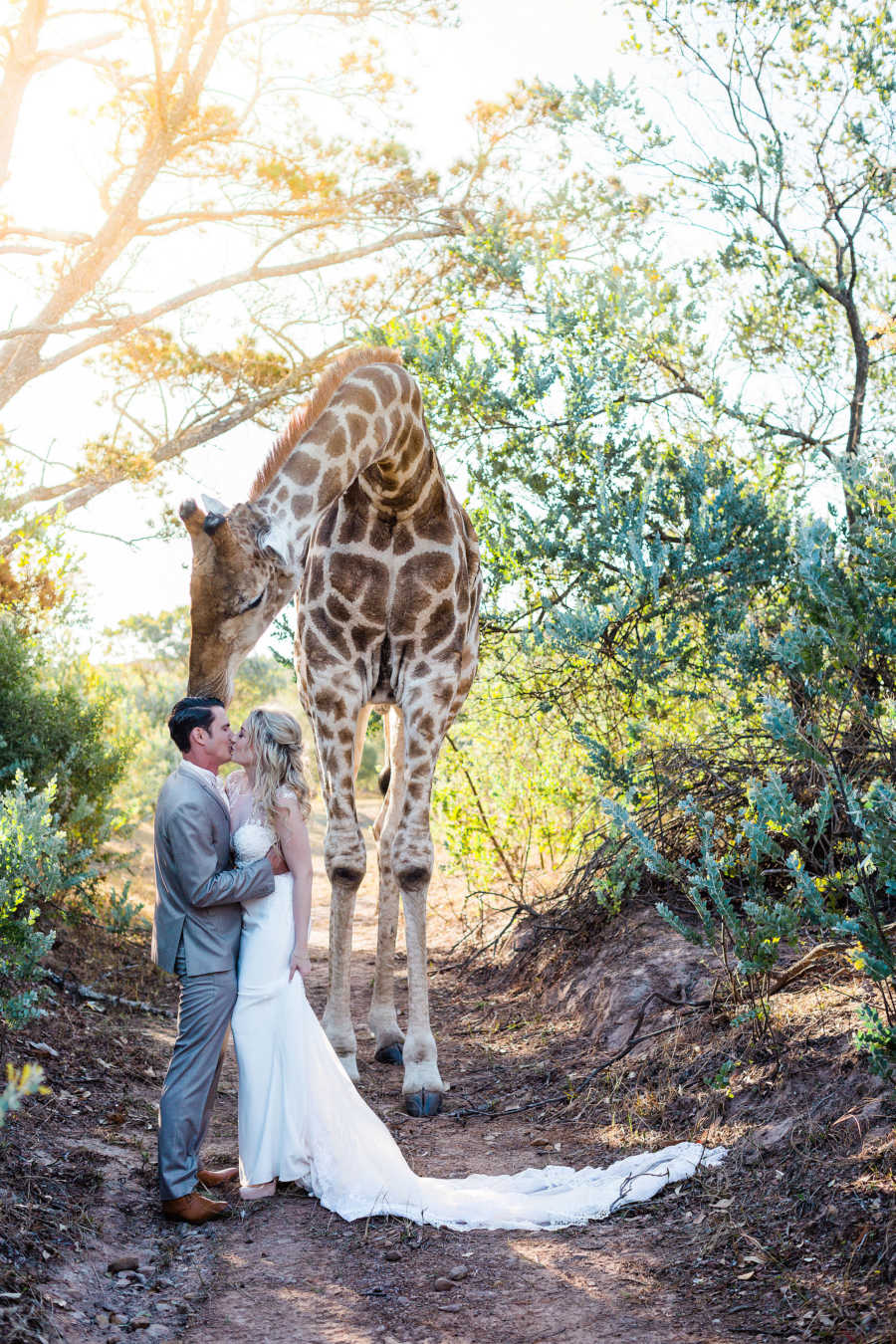 Bride and groom kiss with giraffe right behind them on South African reserve