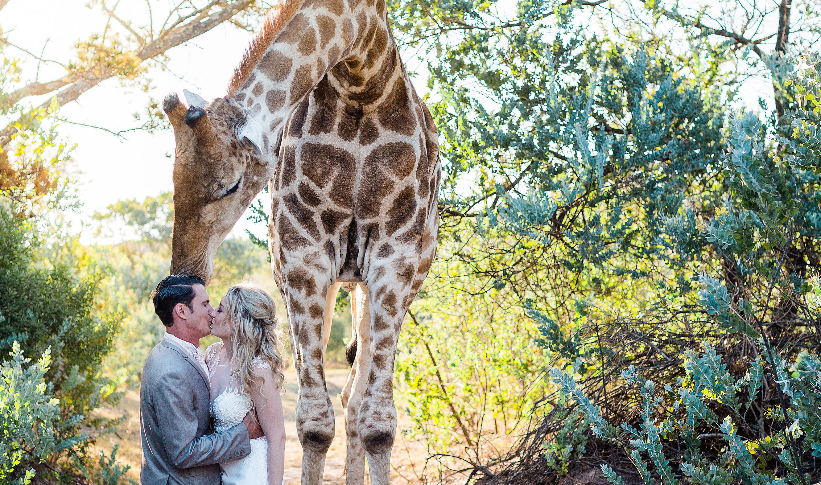 amazon giant giraffe