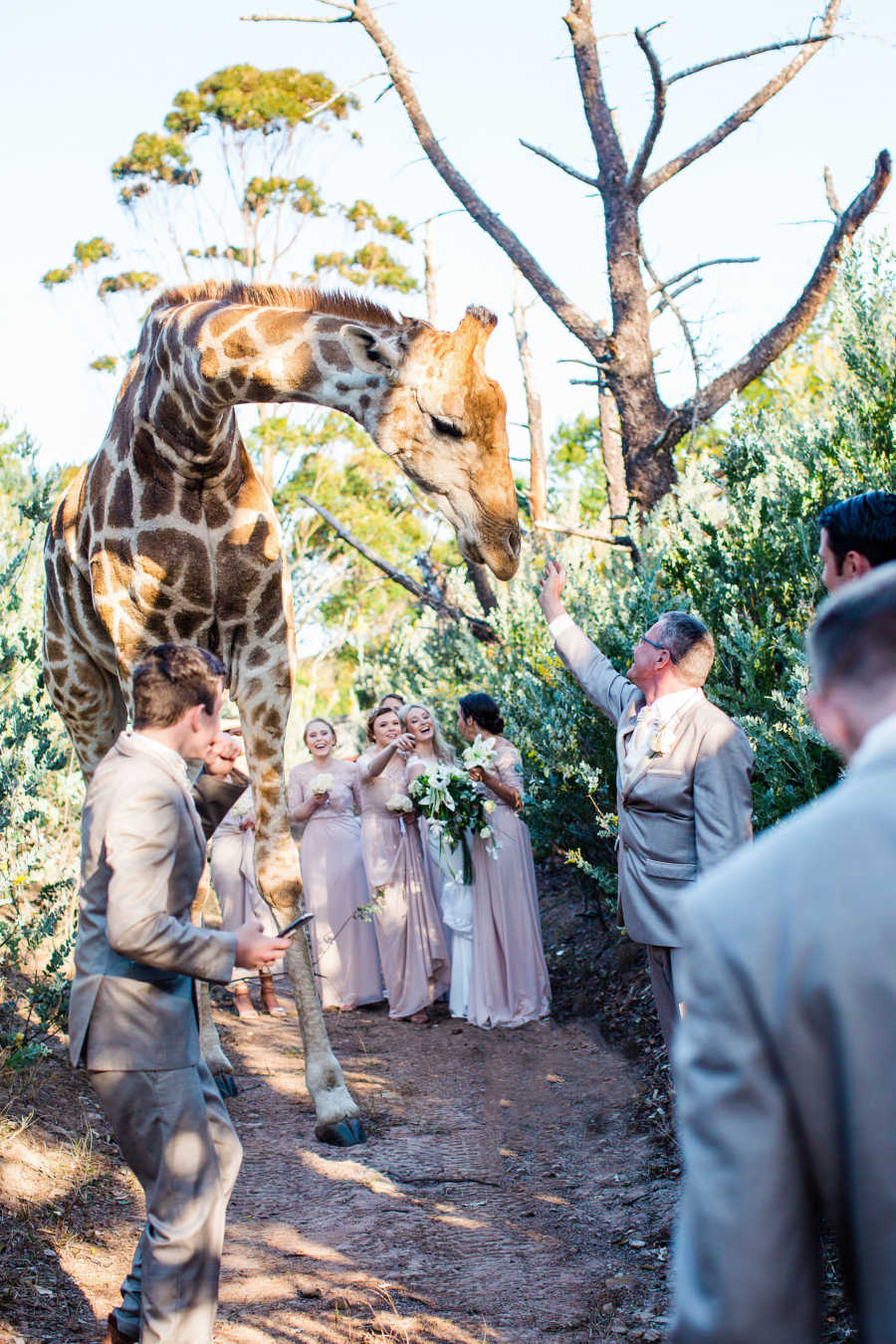 Giraffe standing in middle of wedding on South African reserve
