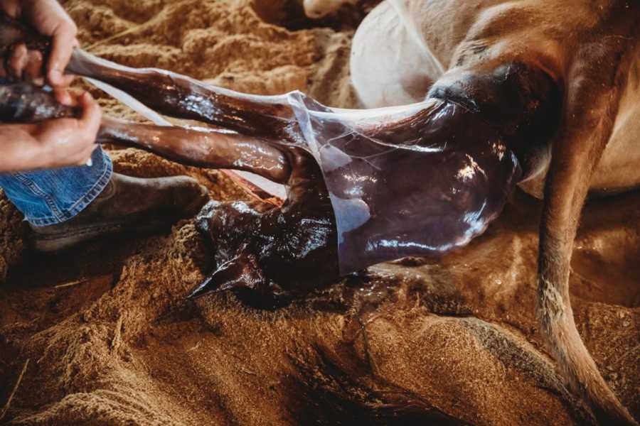 Calf coming out of mother's birth canal as someones hands pull it out