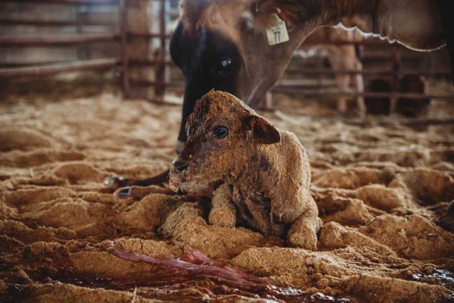 Newborn calf lays in dirt while mother licks it