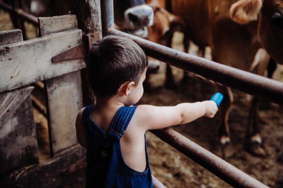 Little boy stands behind gate of barn holding out blue popsicle for cows to lick