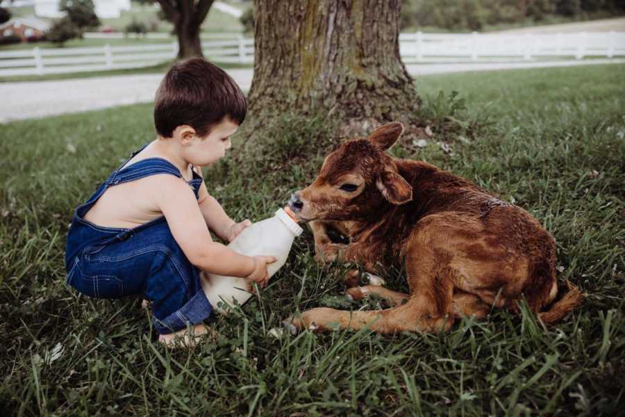 Little boy in overalls feeds baby calf with large milk bottle