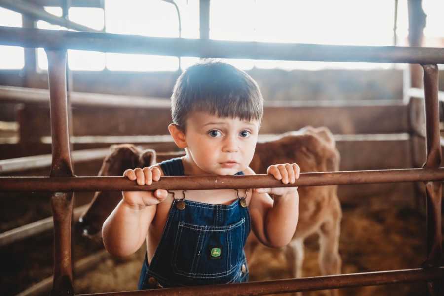 Little boy stands in barn holding on to gate with baby calf behind him