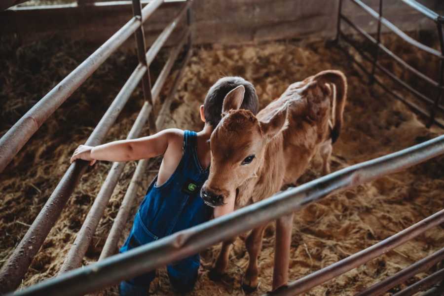 Little boy stands in barn holding onto gate while leaning against calf