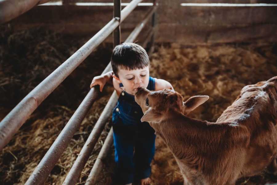 Little boy stands in barn with baby calf leaning over to give it a kiss on mouth