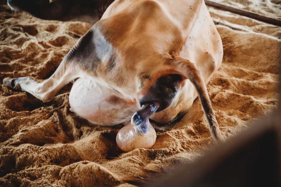 Cow giving birth to calf in barn