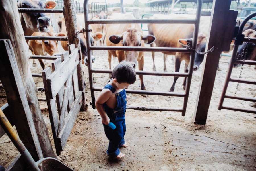 Little boy stands inside barn with cows on the other side of gate