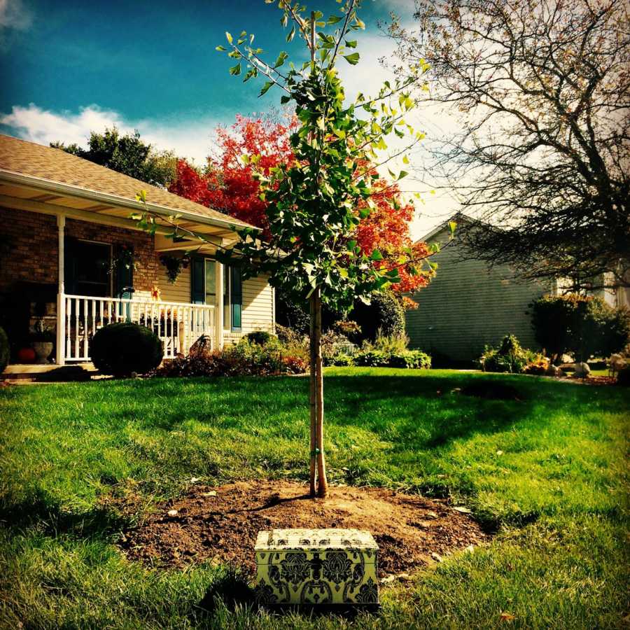 Box of woman's ashes sitting at foot of small tree in home's front yard 