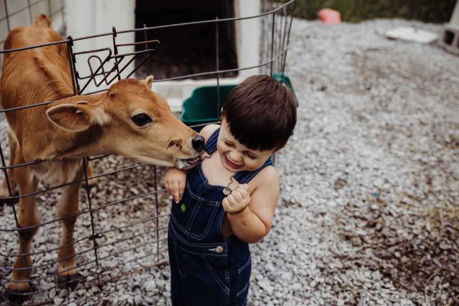 Little boy stands next to fence in scrunched up pose as calf attempts to lick his face