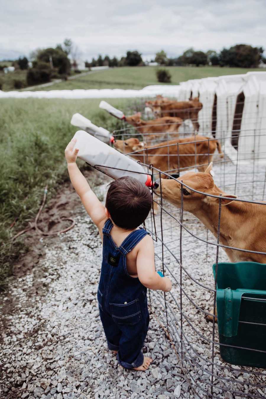 Line of calfs drink out of milk bottles and little boy helps feed one of them