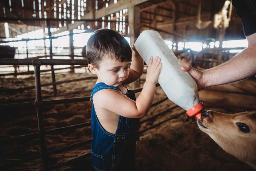 Little boy holds up milk bottle for baby calf while adult hand assists him
