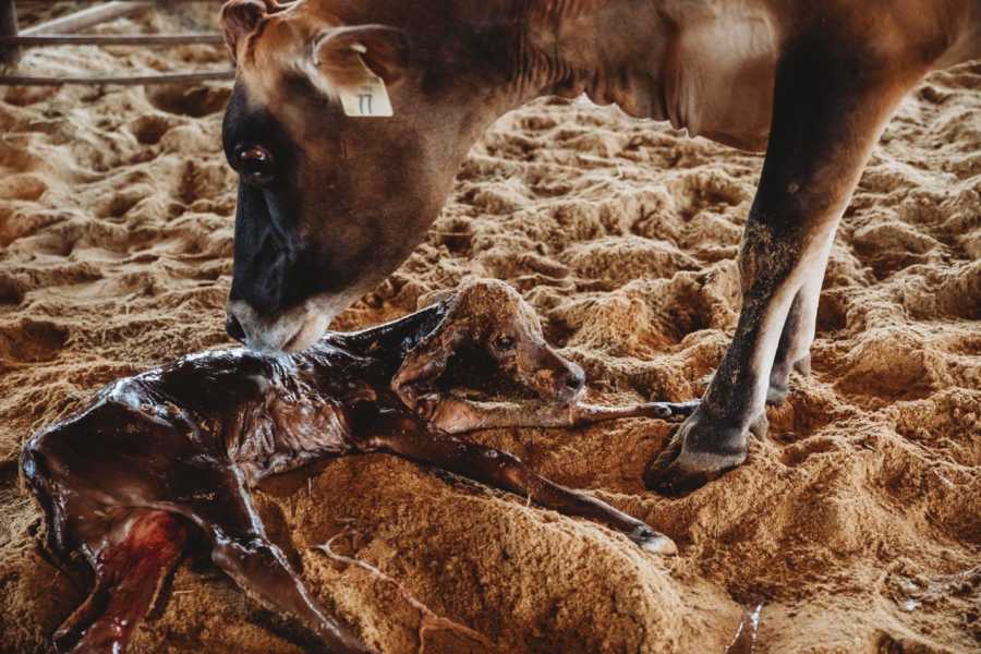 Mother cow stands over newborn calf and licks it