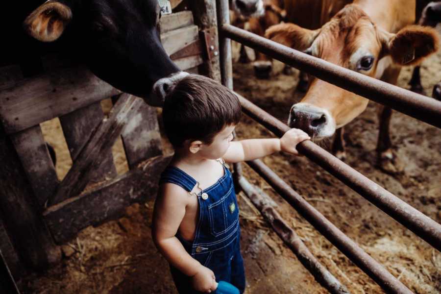 Little boy stands in barn holding onto gate that separates him from cows